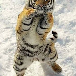 Meet your Posher, Stella